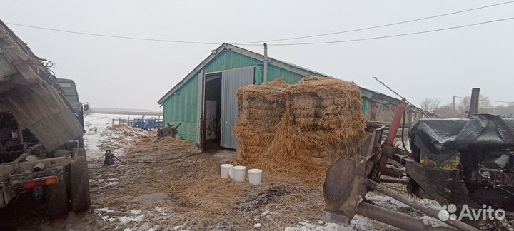 Молочная ферма