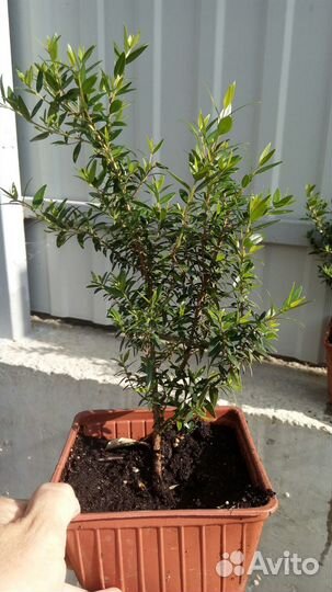 Мирт комнатный