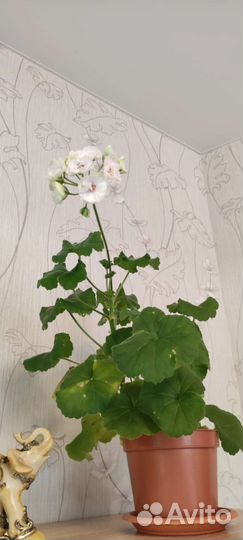 Пеларгония ес-Императрица