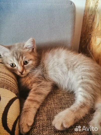 Домашние животные котята