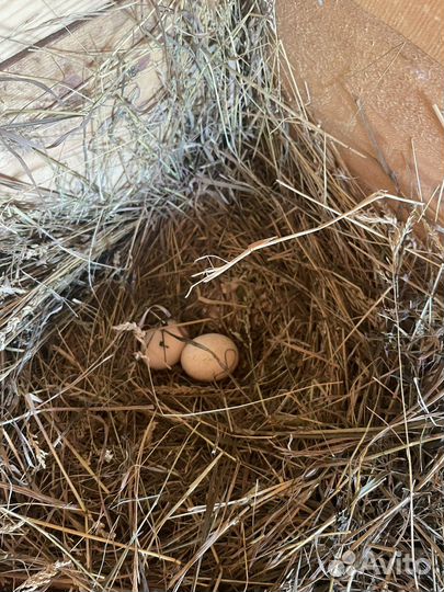 Продам домашнее яйцо
