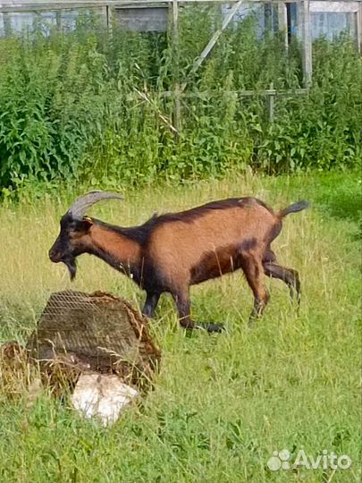 Козел Альпийский чистокровные козлы