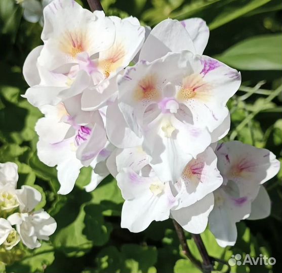 Сортовые орхидеи