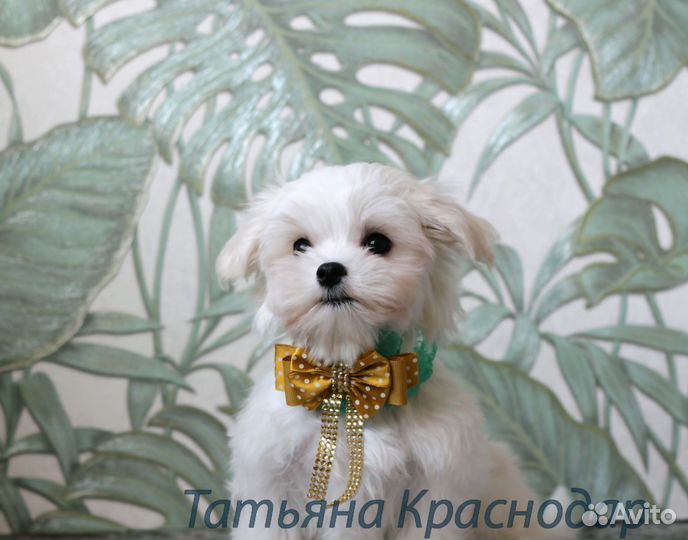 Мальтезе щенки с документами РКФ
