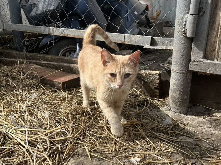 Бездомный котёнок ищет добрые руки