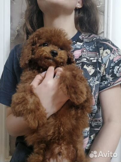 Тедди малыш