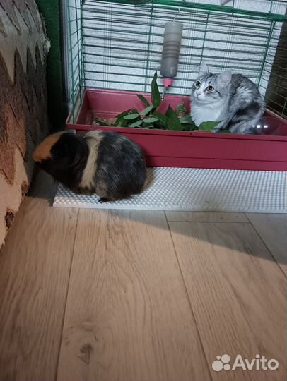 Кошка