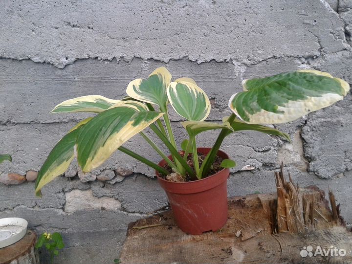 Цветы для дома и сада