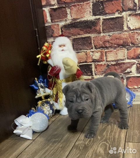 Щенки шарпея