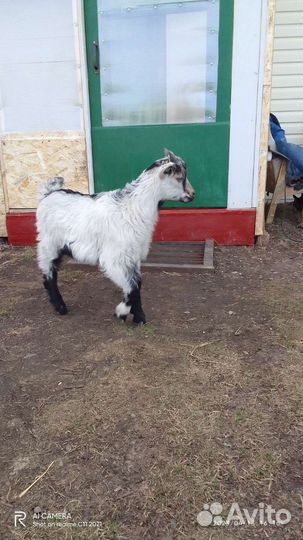 Козлята ламанчата