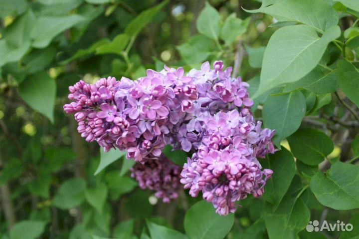 Сирень Венгерская