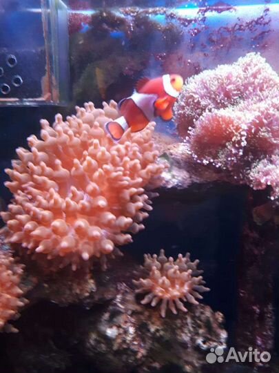 Рыбки. Корм. Аксессуары