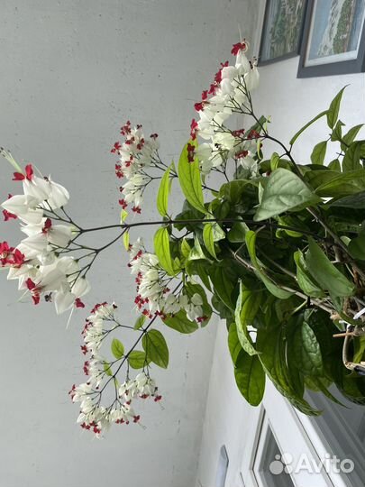 Клеродендрум