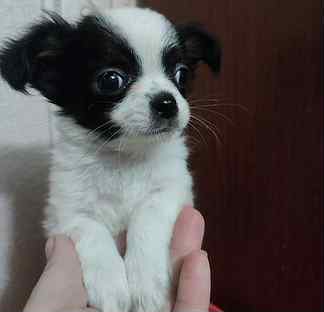 Королевский шарм питомник чихуахуа нижний новгород. Чихуахуа нижний тагил. Чихуахуа королевская порода. Щенки королевской чихуахуа. Чихуахуа бело рыжий щенок.