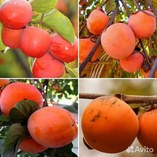 Саженцы хурмы (Шарон, гора Говерла, Инжирная)