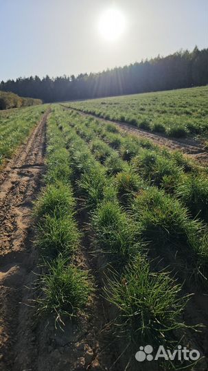 Сеянцы ели европейской окс