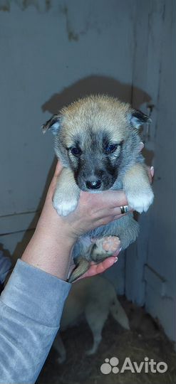 Щенки 1.5 мес