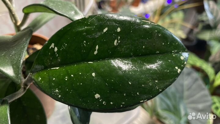 Хойя карноза стардаст,Звездная пыль