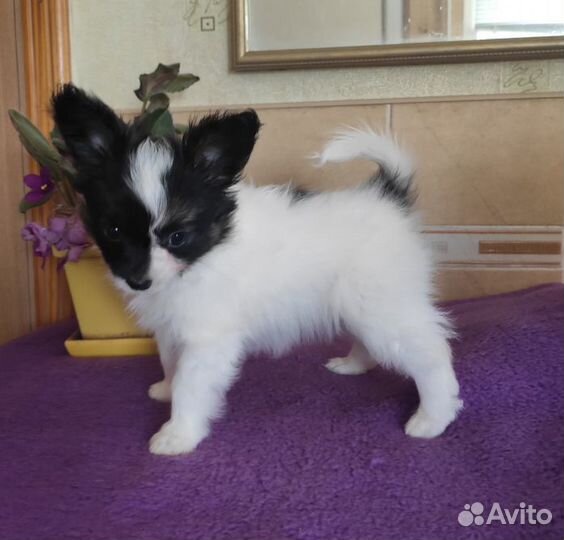 Папийон девочка