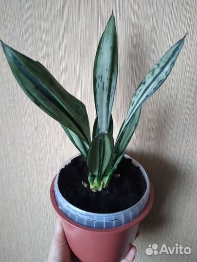 Комнатные цветы, Санса муншайн мутант бразилиан