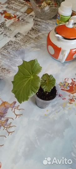 Бегония,Эпипремнум