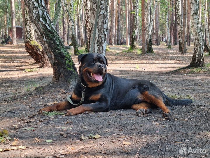 Вязка ротвейлера