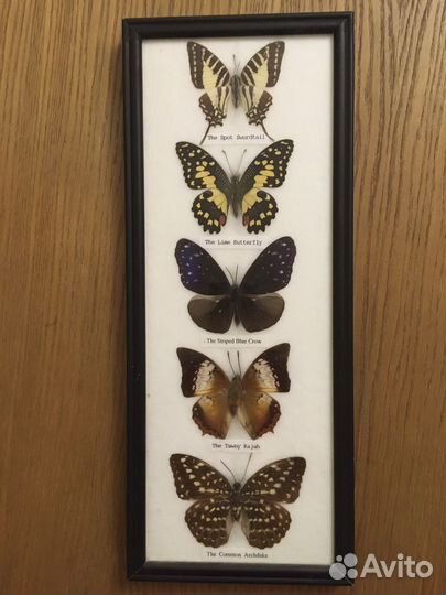 Бабочки в рамках