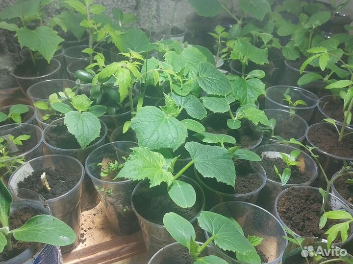 Рассада томатов огурцов перца