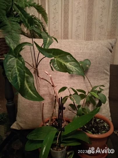 Комнатные растения