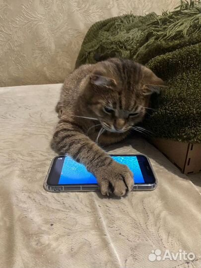 Барский Котик Барон