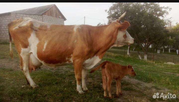 Корова с теленком