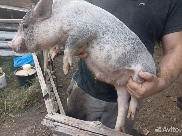 Вьетнамские поросята