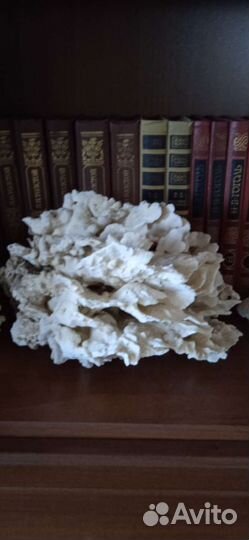 Морские ракушки и кораллы