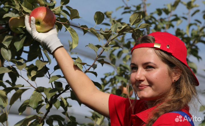 Сборщик на вахту