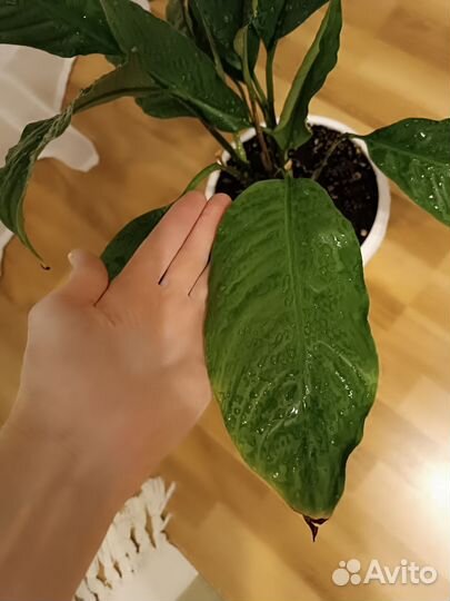 Спатифиллум женское счастье