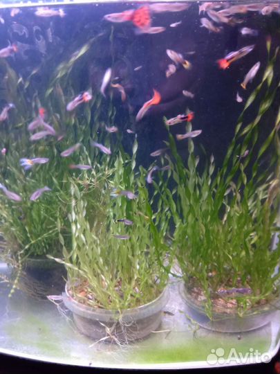 Водросли валиснерия для аквариума,рыбки гуппи