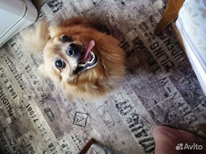 Собака пекинес