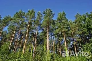 Семена сосны обыкновенная сосна