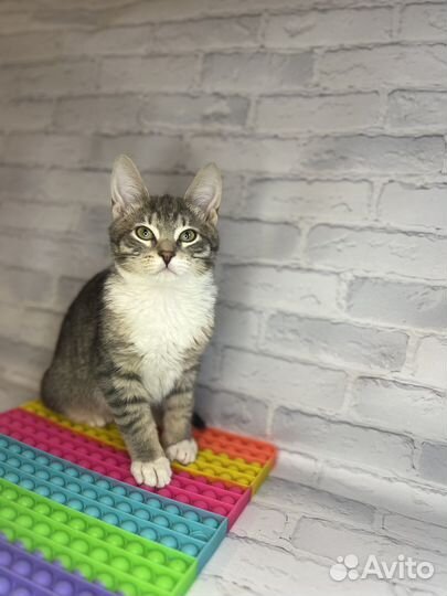 Котенок мушкетер Атос