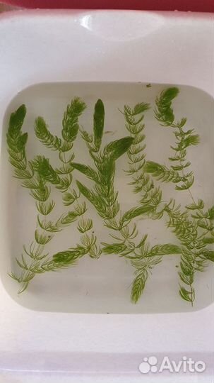 Роголистник, Криптокорина. Гуппи