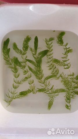 Роголистник, Криптокорина. Гуппи