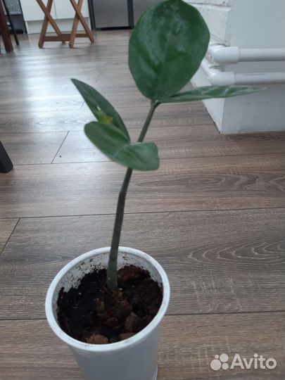 Замиокулькас