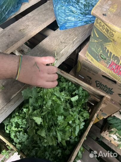 Свежая зелень