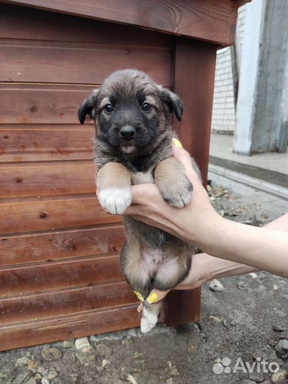 Щенок в добрые руки бесплатно