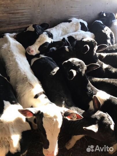 Бычки телята