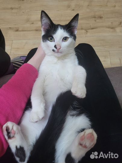 Котёнок мальчик