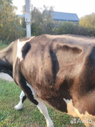 Корова дойная