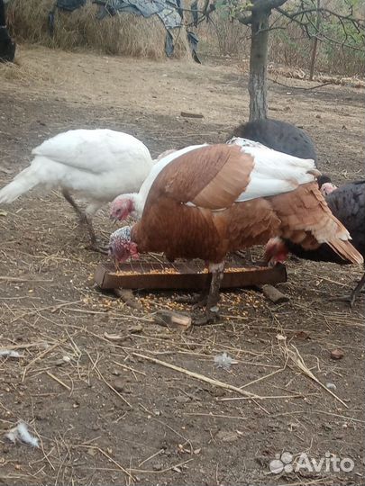 Индюки домашние