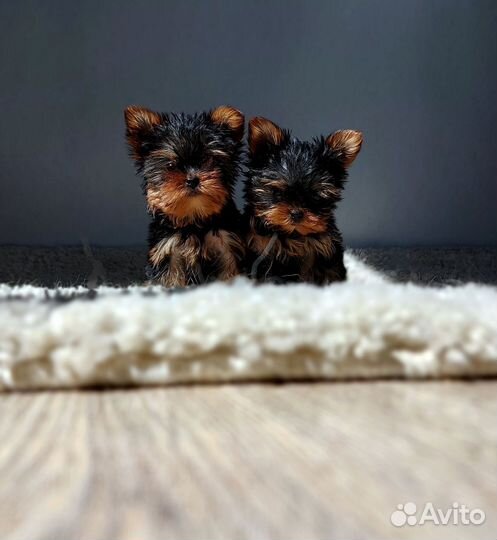 Йоркширский терьер