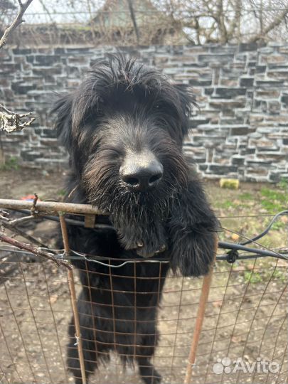 Ризеншнауцер кабель